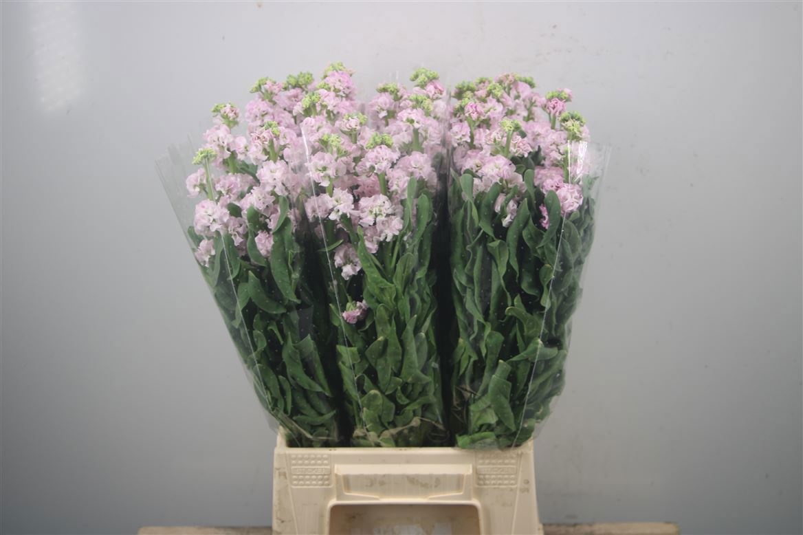 Matth Iron Cherry Bl