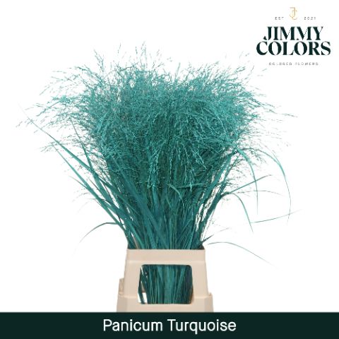 Panicum L90 Turquoise