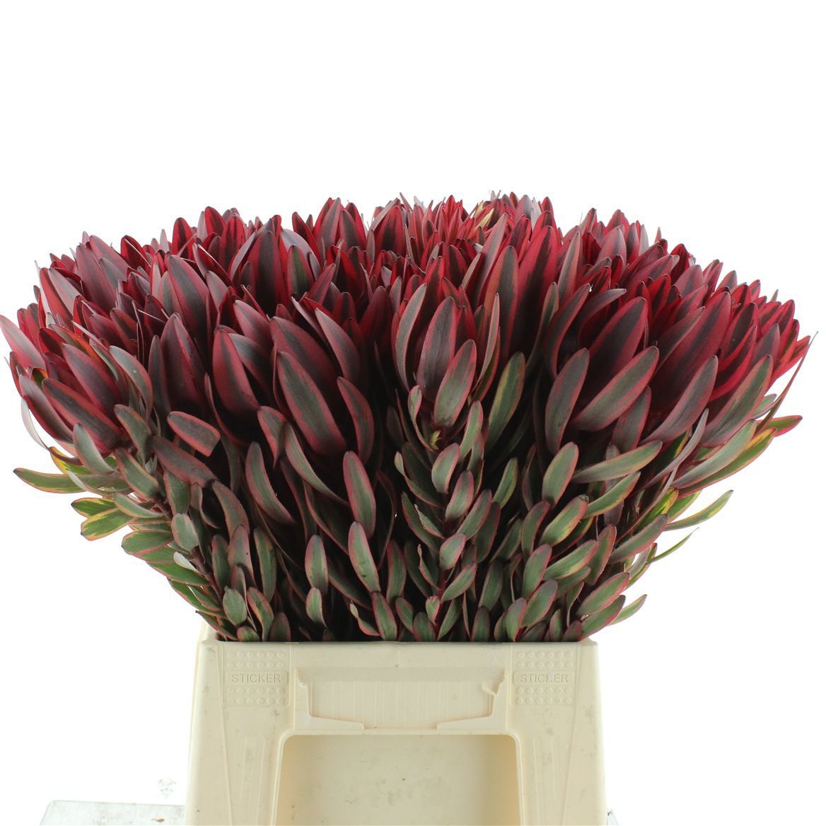 Leucadendron Jester 50cm