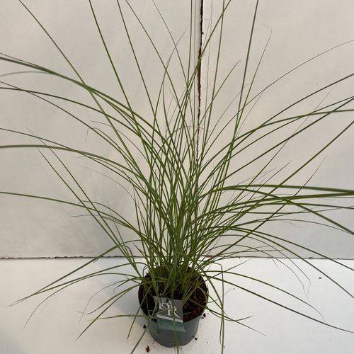 Miscanthus 'Gracillimus' p19 Cammeraat