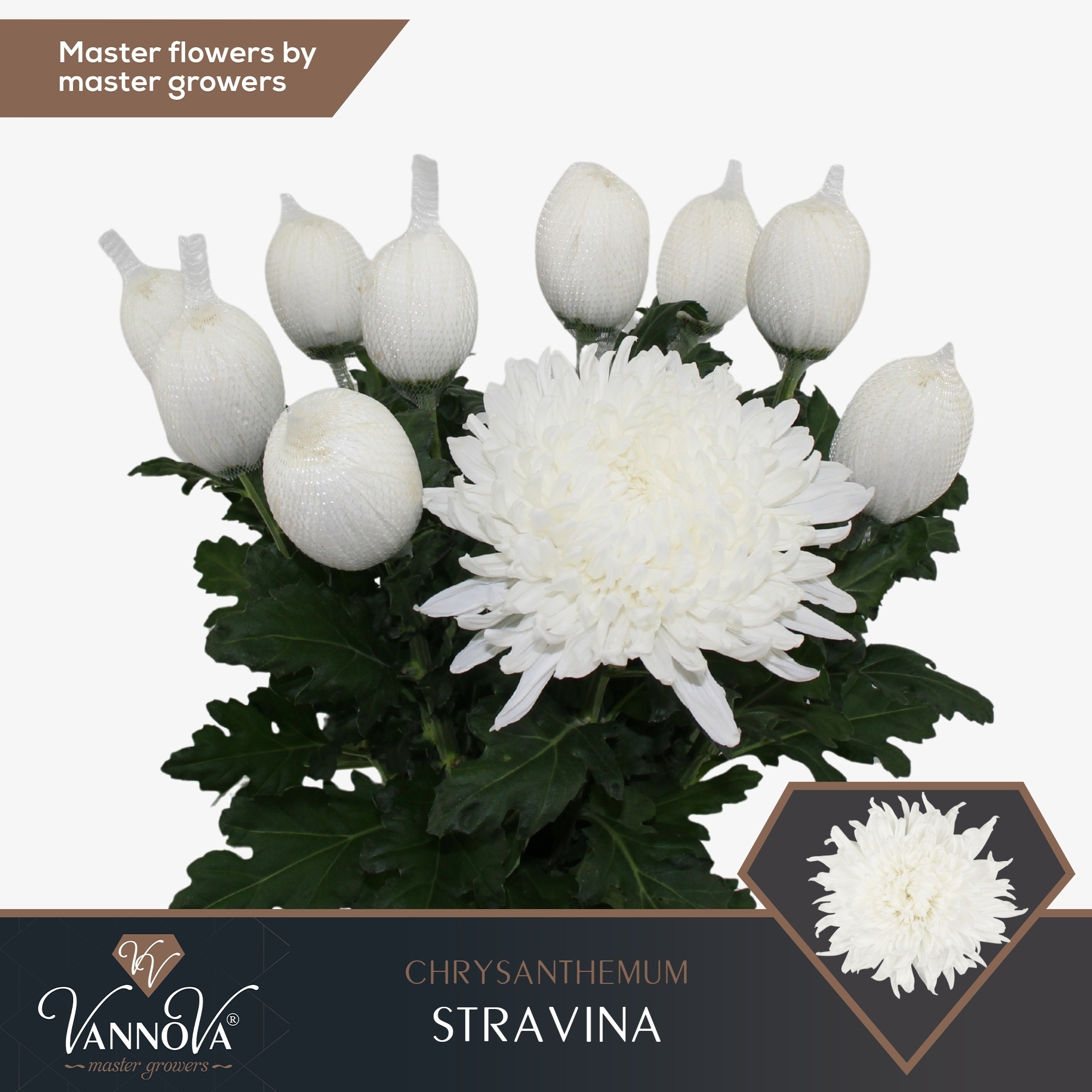 Chr G Stravina