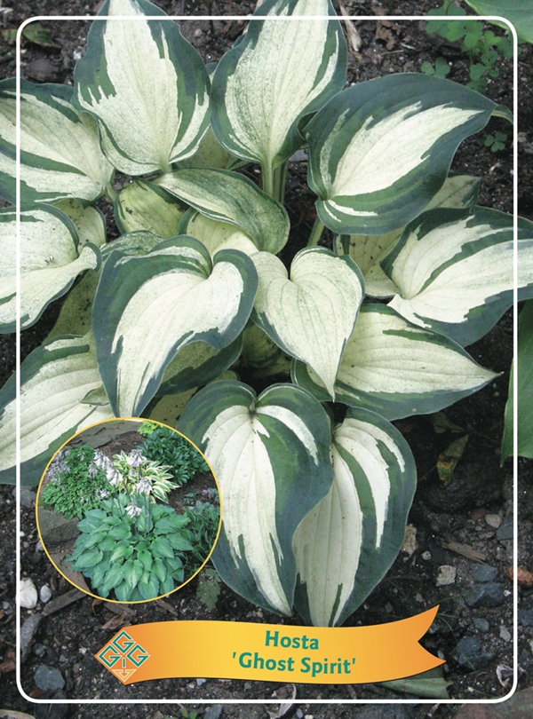 Picture of Hosta Mix 6x10 srt. per shelve P11