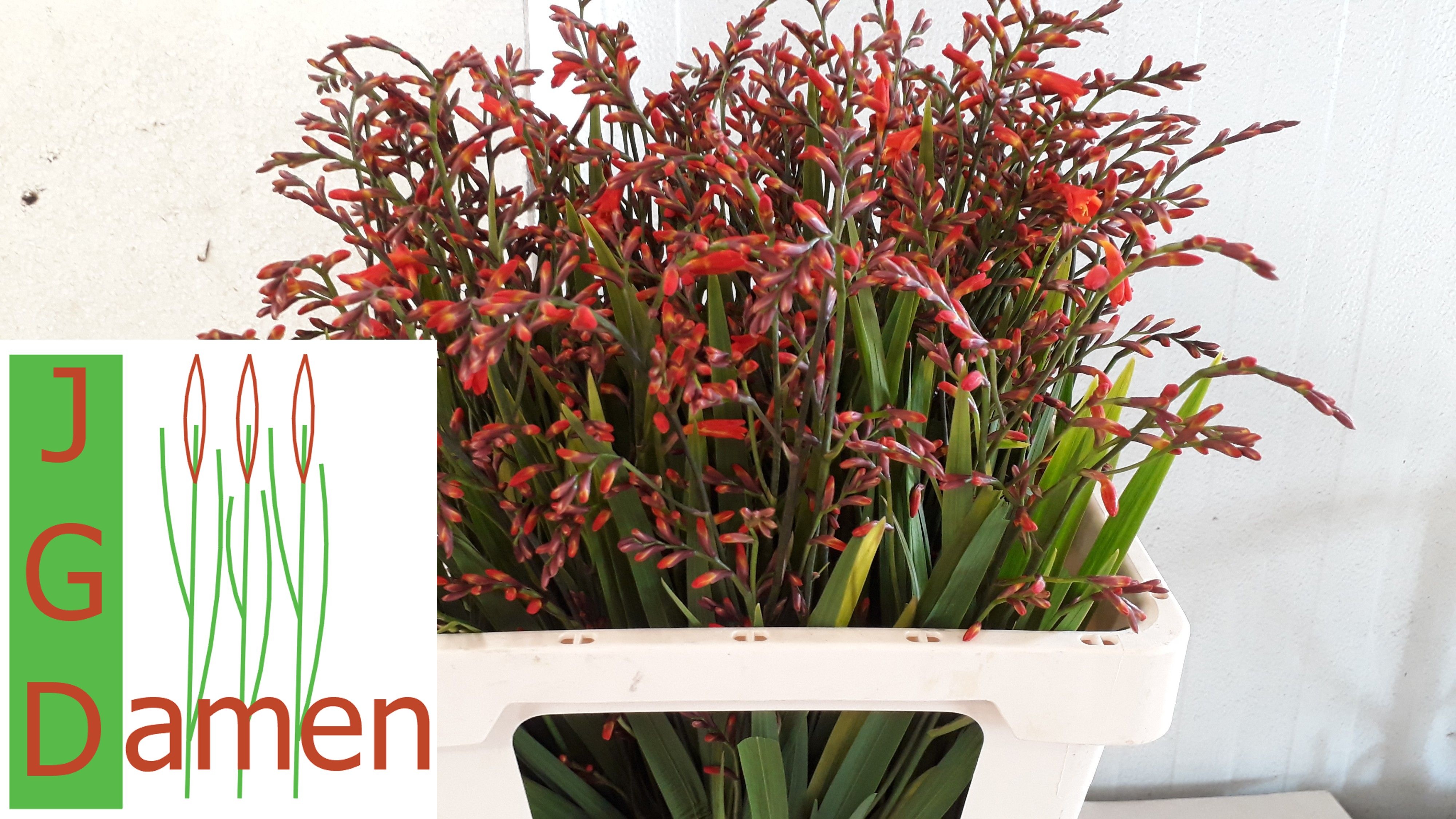 Crocosmia P St 60cm