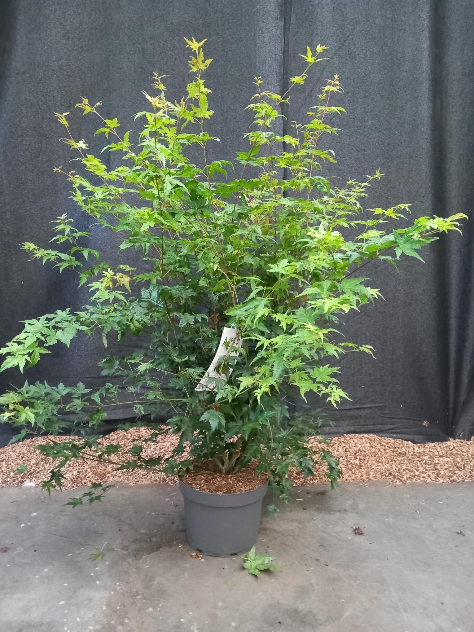 Picture of Acer palmatum