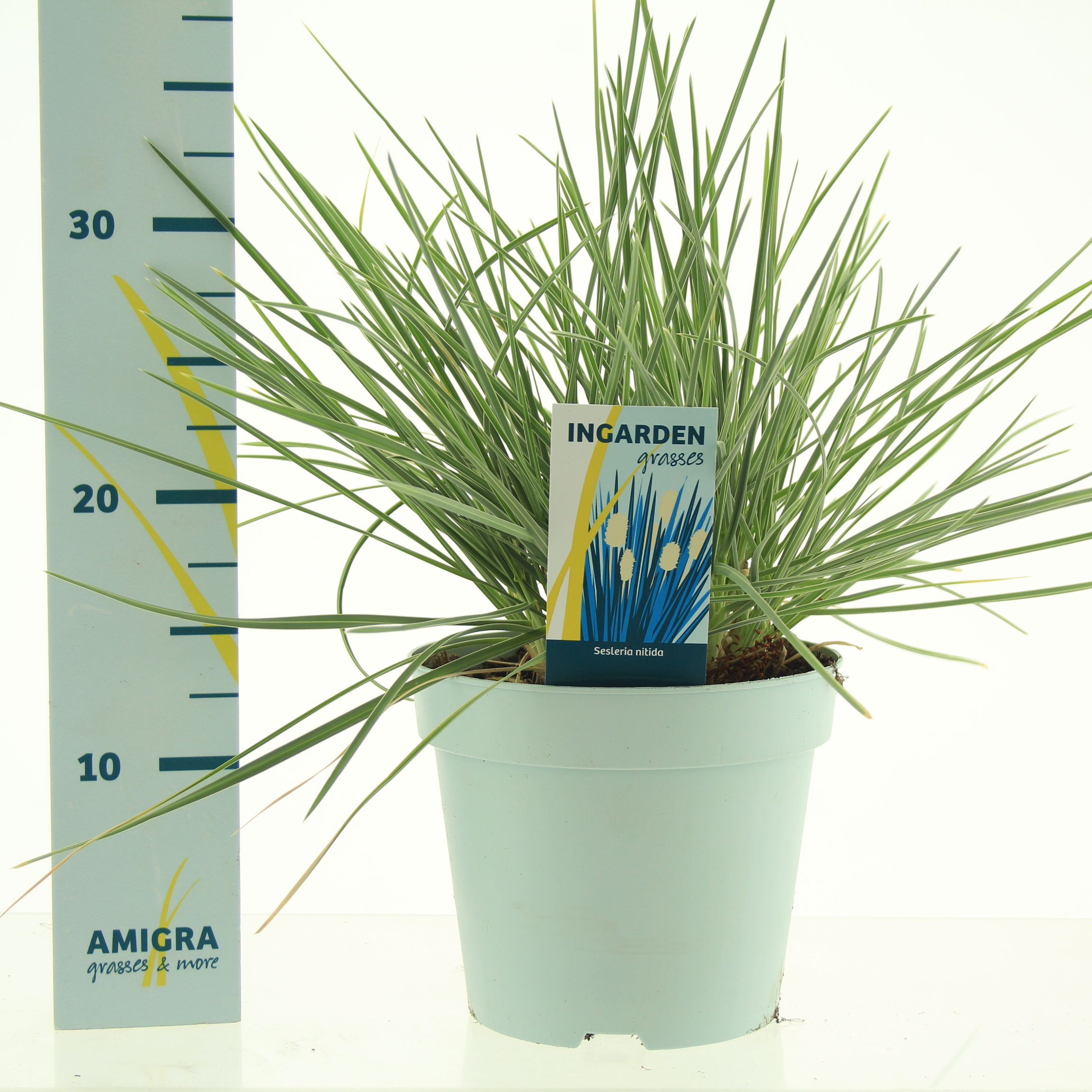 Picture of Sesleria nitida P17 (2 Ltr)