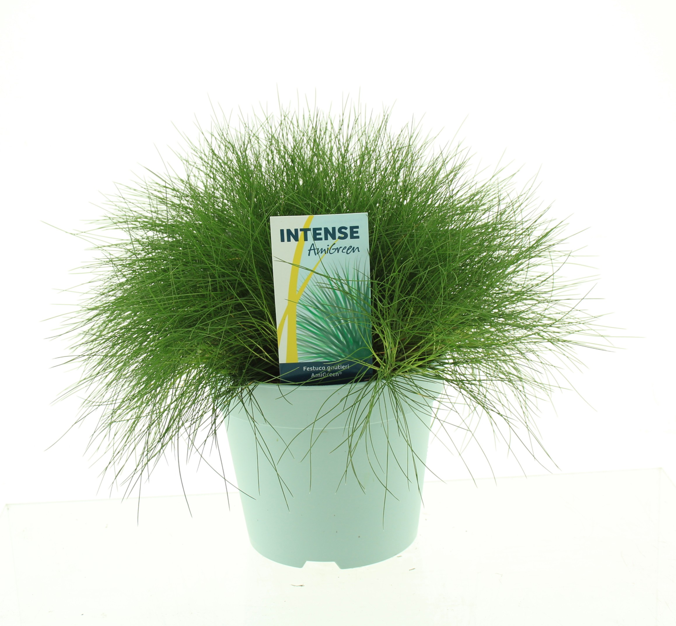 Picture of Festuca gautieri AmiGreen®