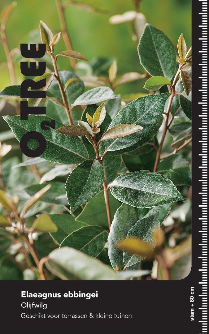 Elaeagnus ebbingei leischerm stam