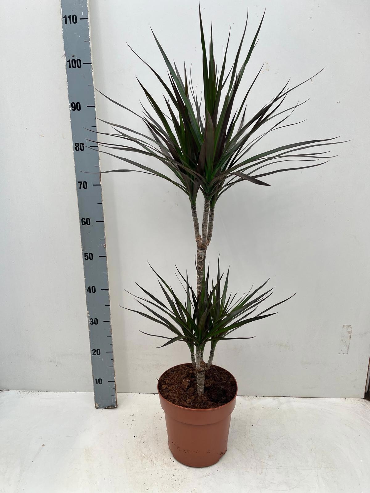 Dra Marg Magenta 21Ø 95cm