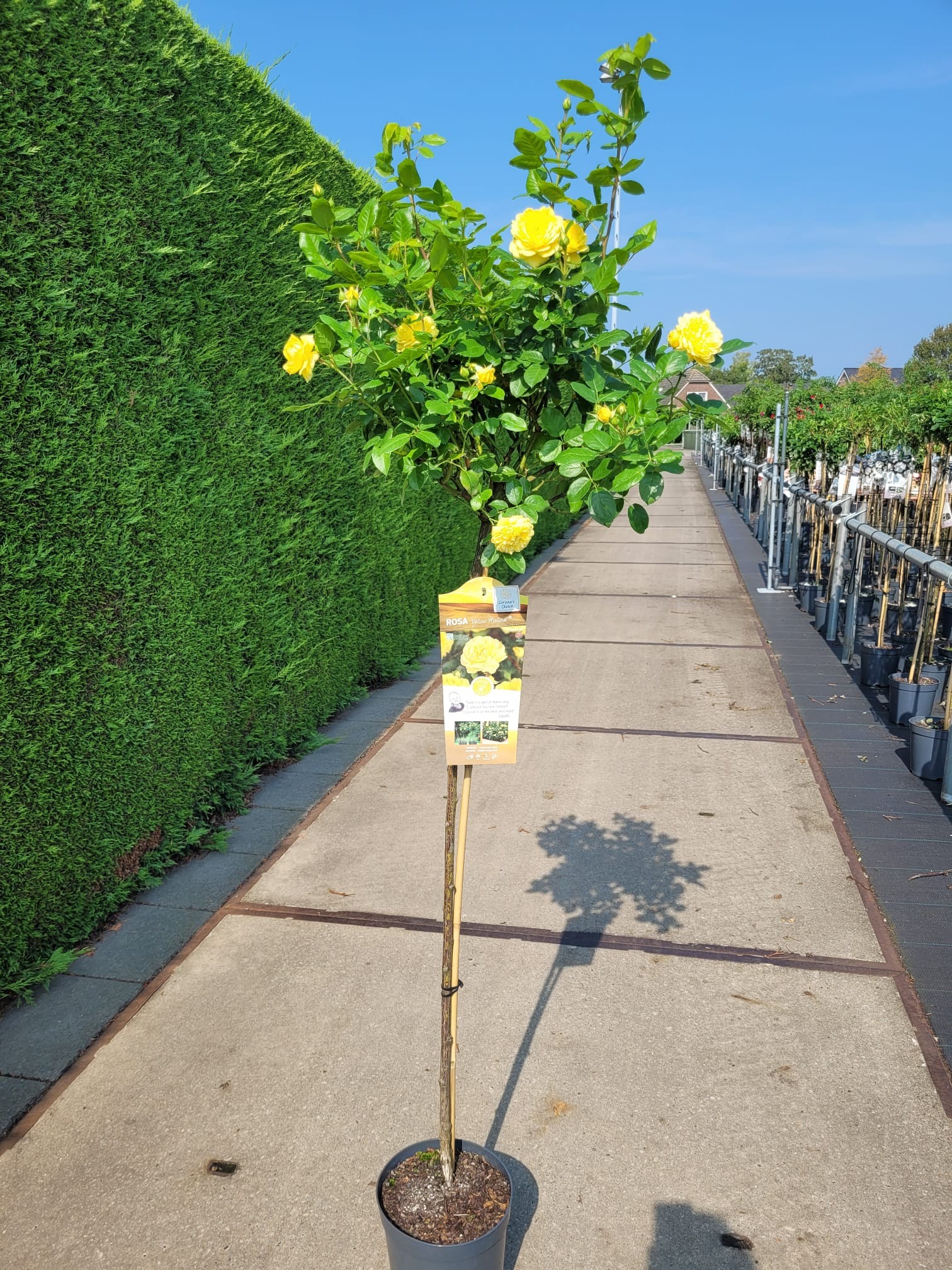 Picture of Rosa Yellow Meilove - 110 Stam - Exclusive Collection P24 125CM