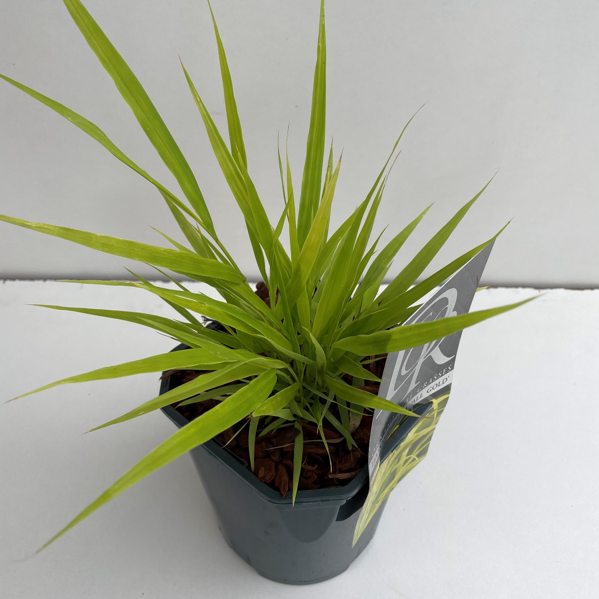 Picture of Hakonechloa macra Allgold P17 (2 Ltr) Square