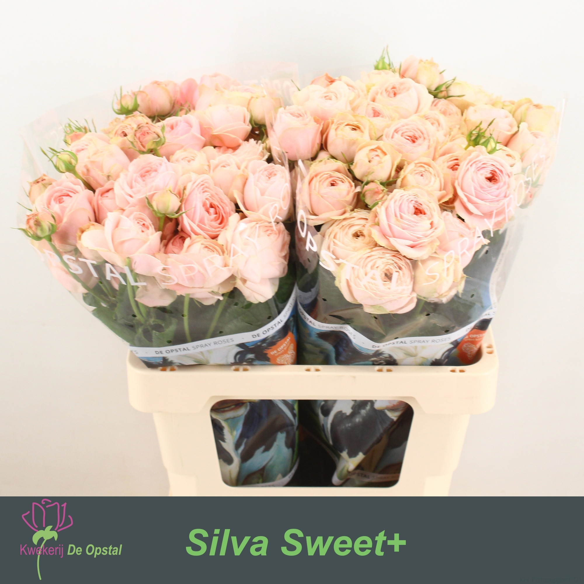R Tr Silva Sweet+