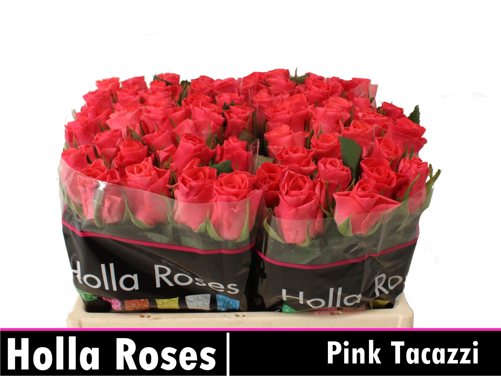 Rosa Pink Tacazzi 35cm