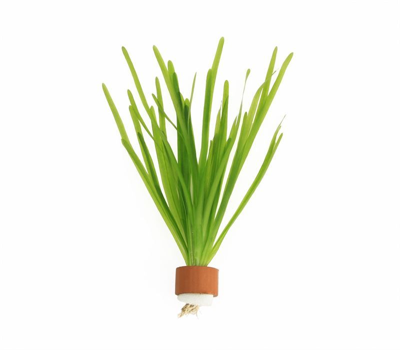 Vallisneria spiralis tcr