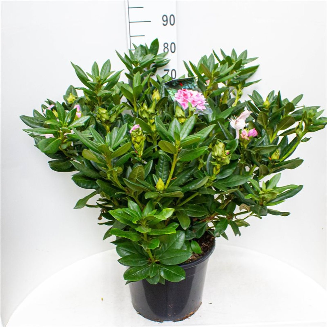 Rhododendron 'Cosmopolitan'