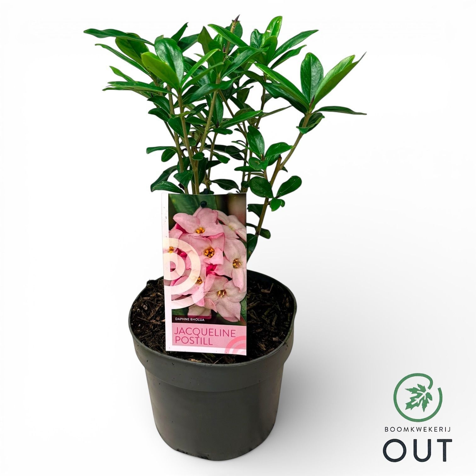 Daphne bholua 'Jacqueline Postill' Lev