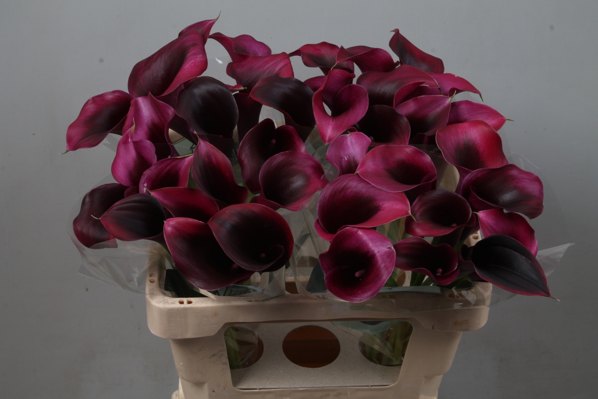 Calla Rudolph 55cm
