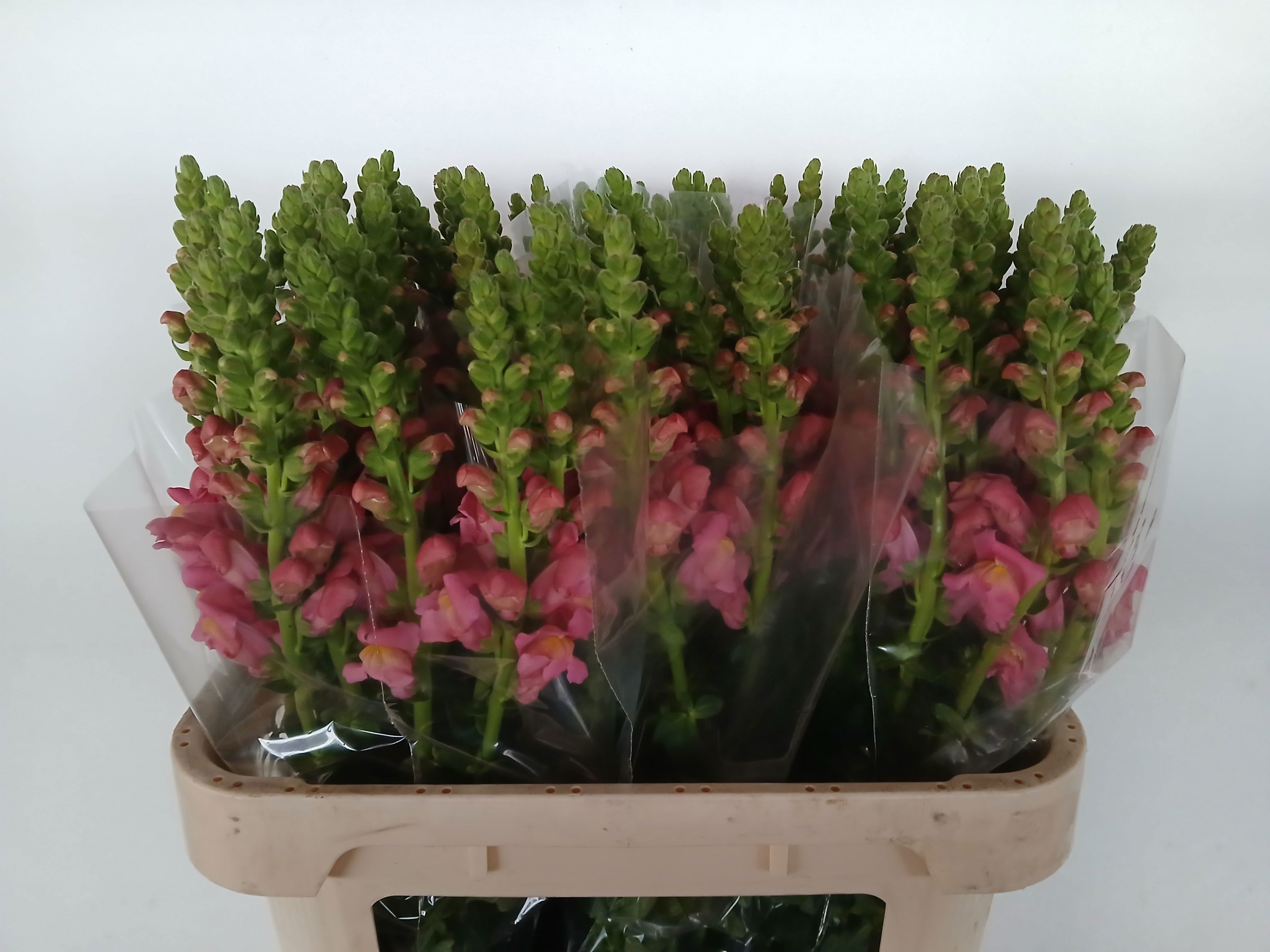 Antirrhinum Antibes Rose 70cm