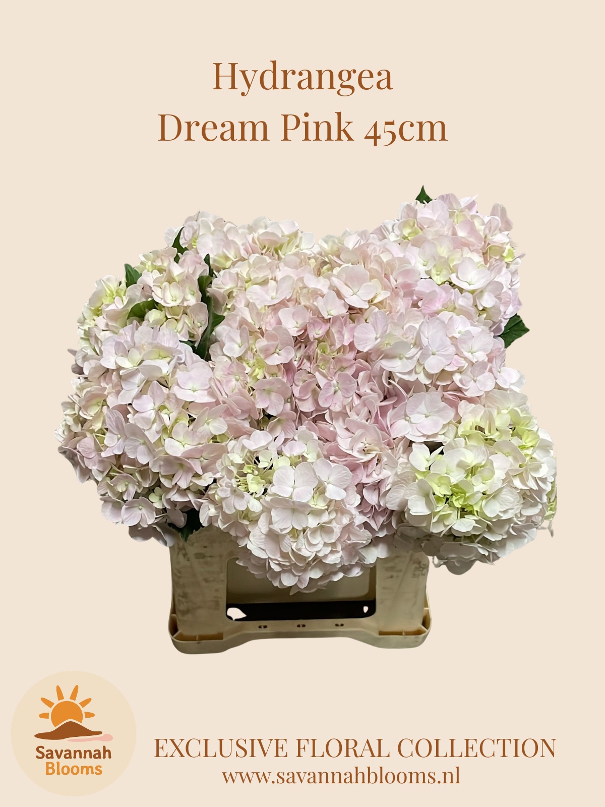 Hydr M Dream Rz