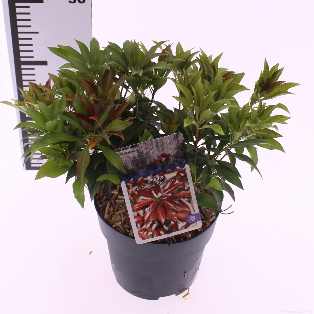 Picture of Pieris jap. 'Katsura'