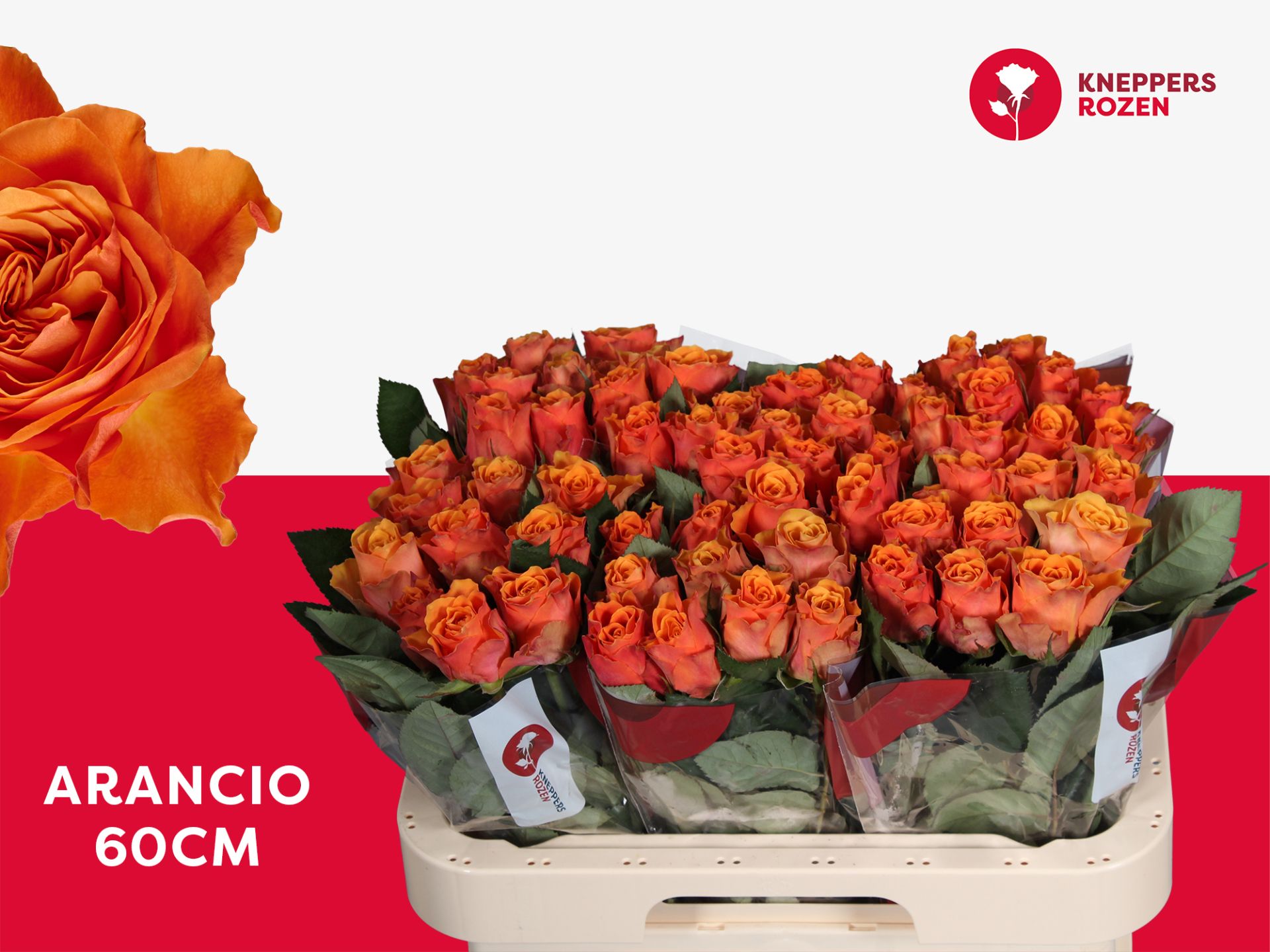 R Gr Arancio@