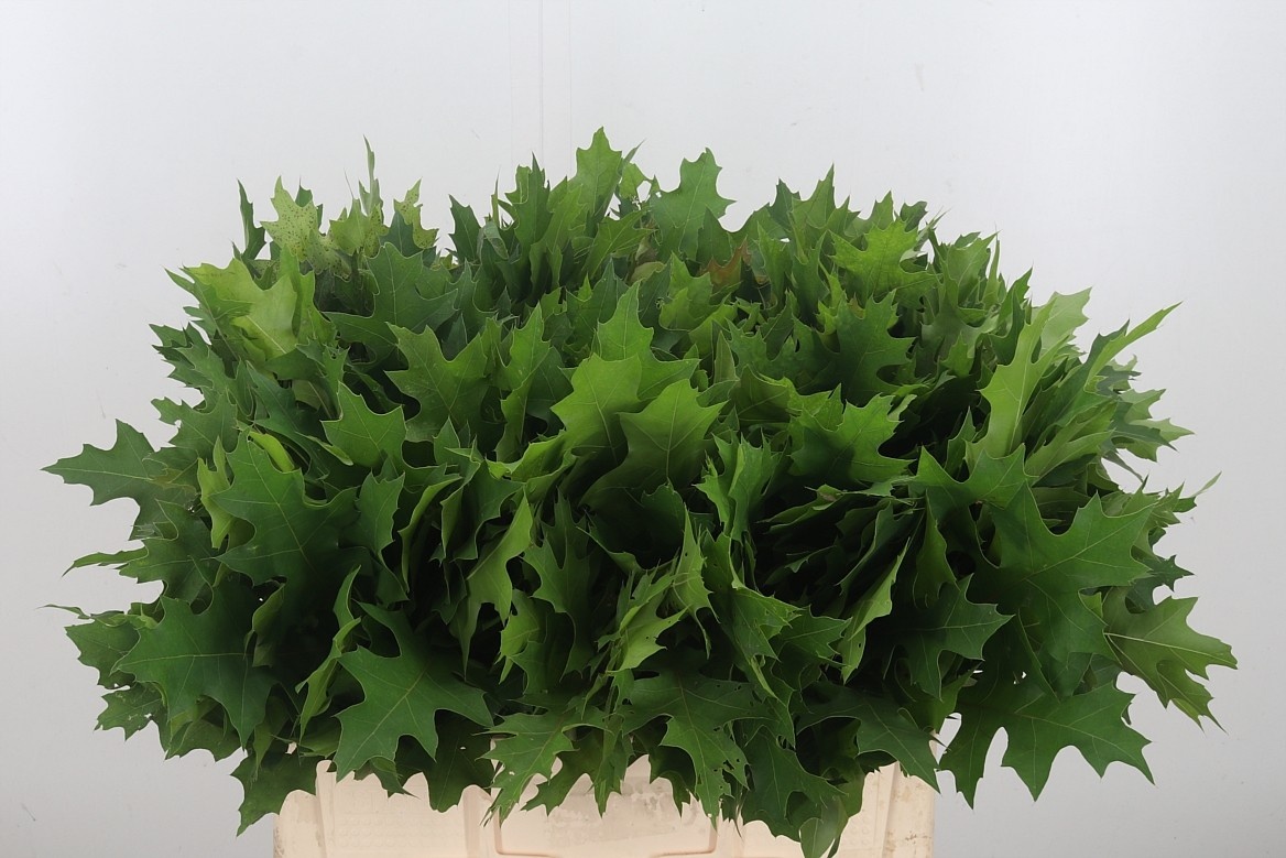 Querc Palustris