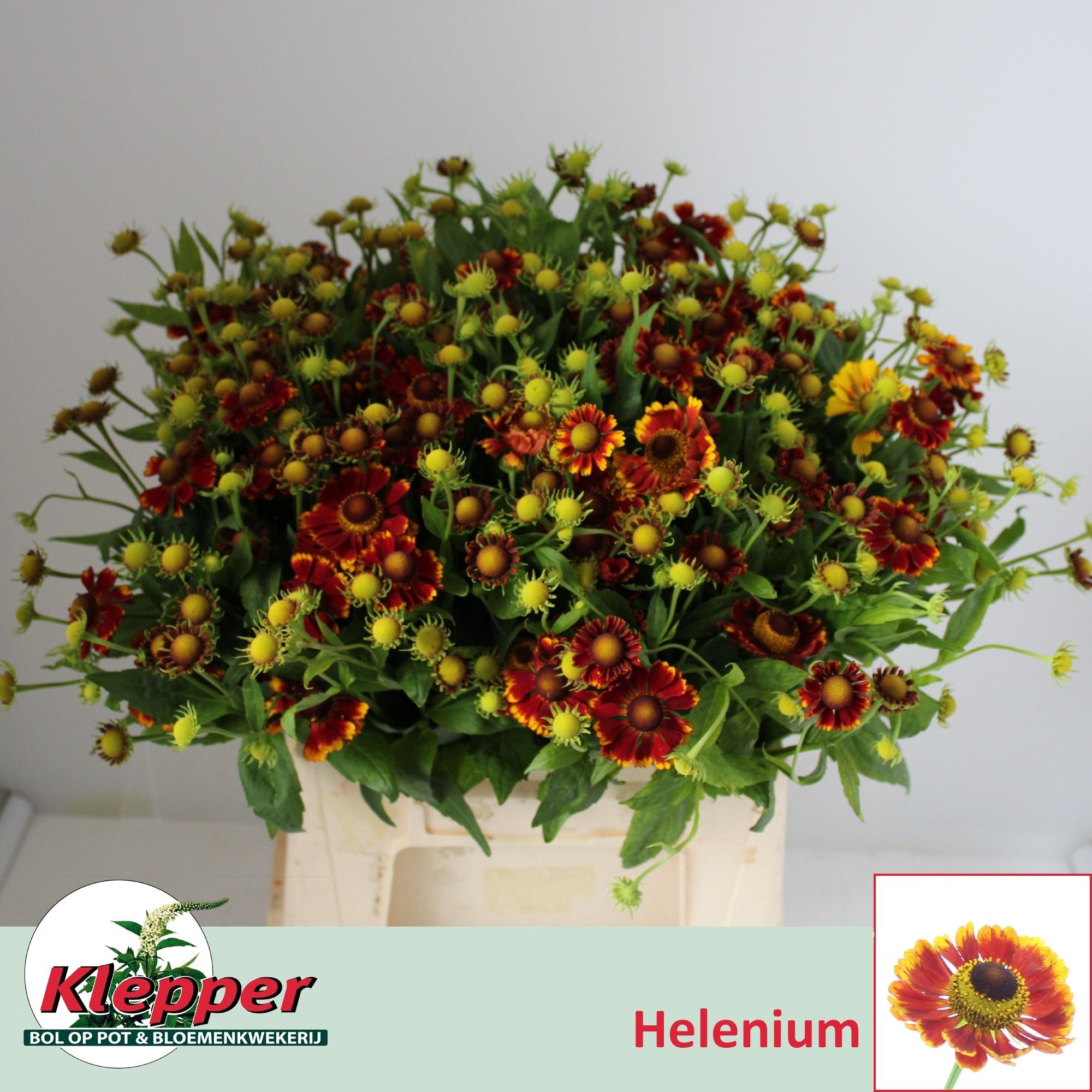 Helenium Fiesta 40cm