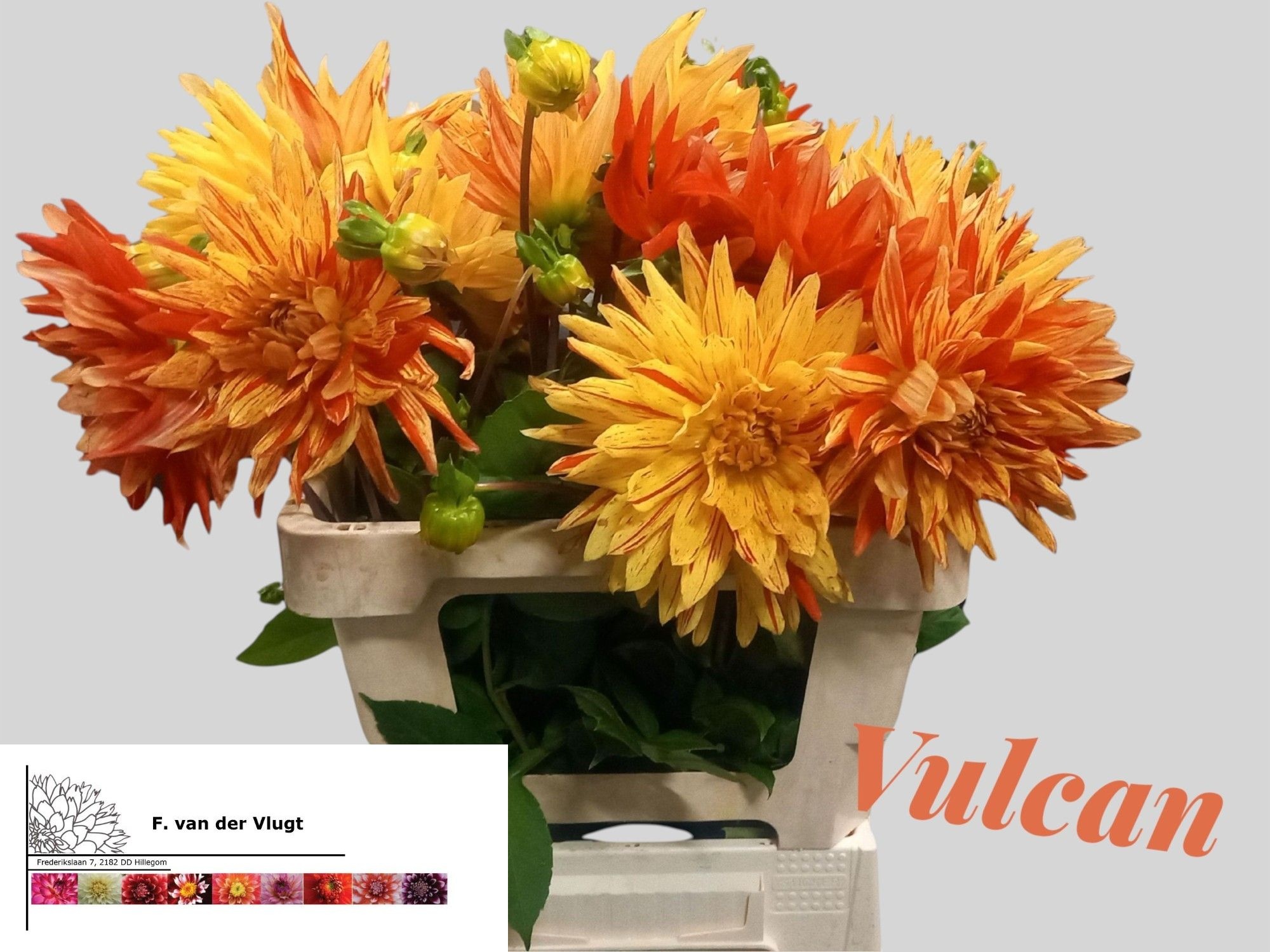 Dahlia Vulcan 50cm