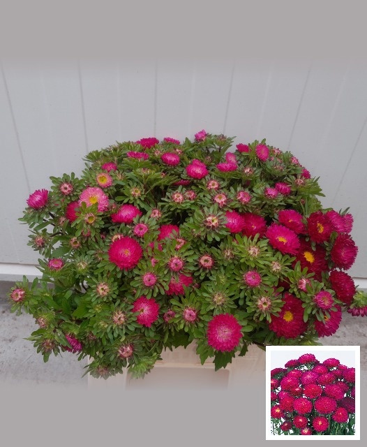 Callistephus Mixed Per Bunch 40cm