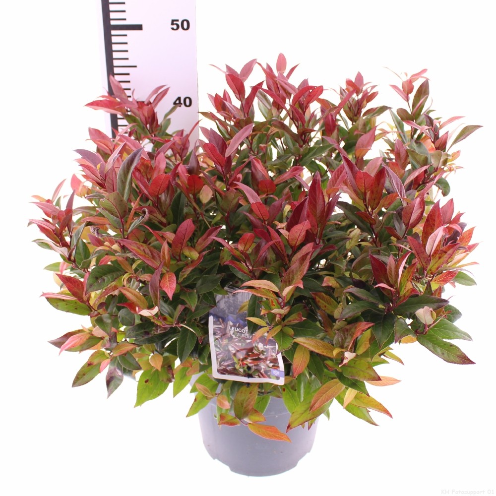 Picture of Leucothoe axillaris Zeblid P21 (4 Ltr) (LOOSE)