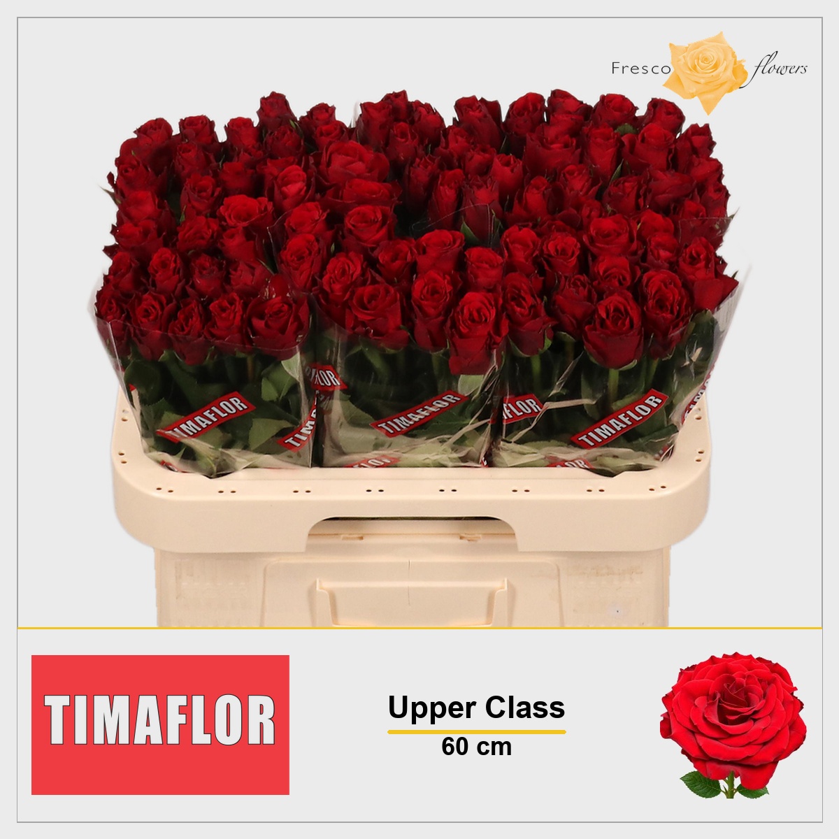 Rosa Upper Class 60cm
