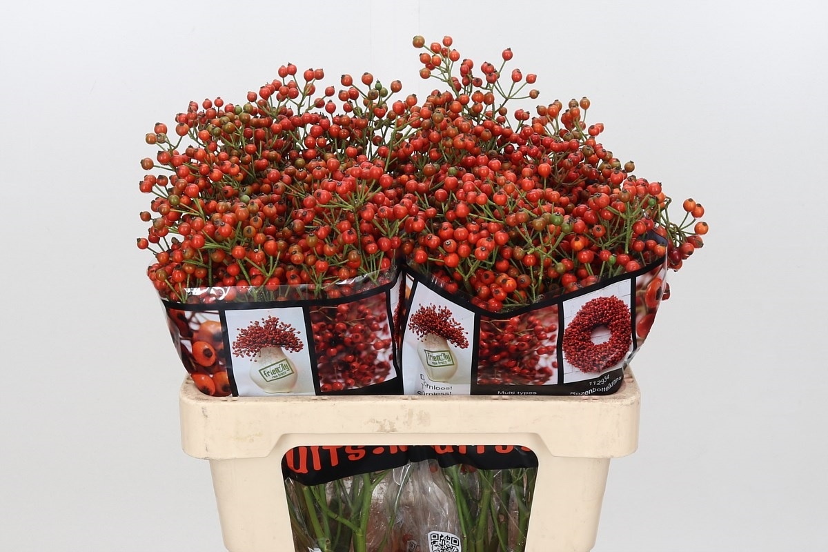 Rosa Aut Rosefruits 50cm
