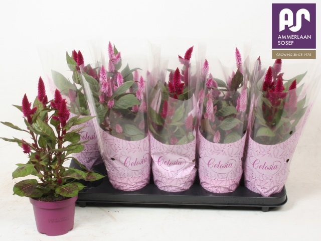 Cel Argentea Gem 12P 40H