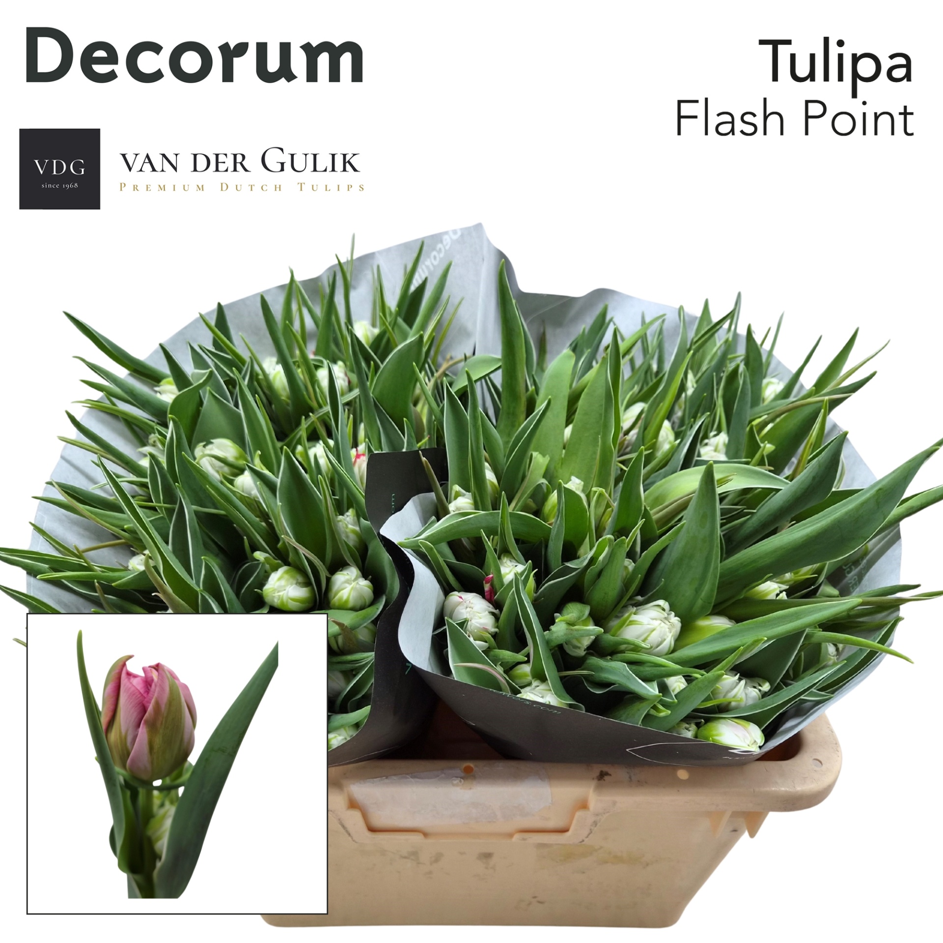 Tulipa Double Flash Point 36cm 35gram