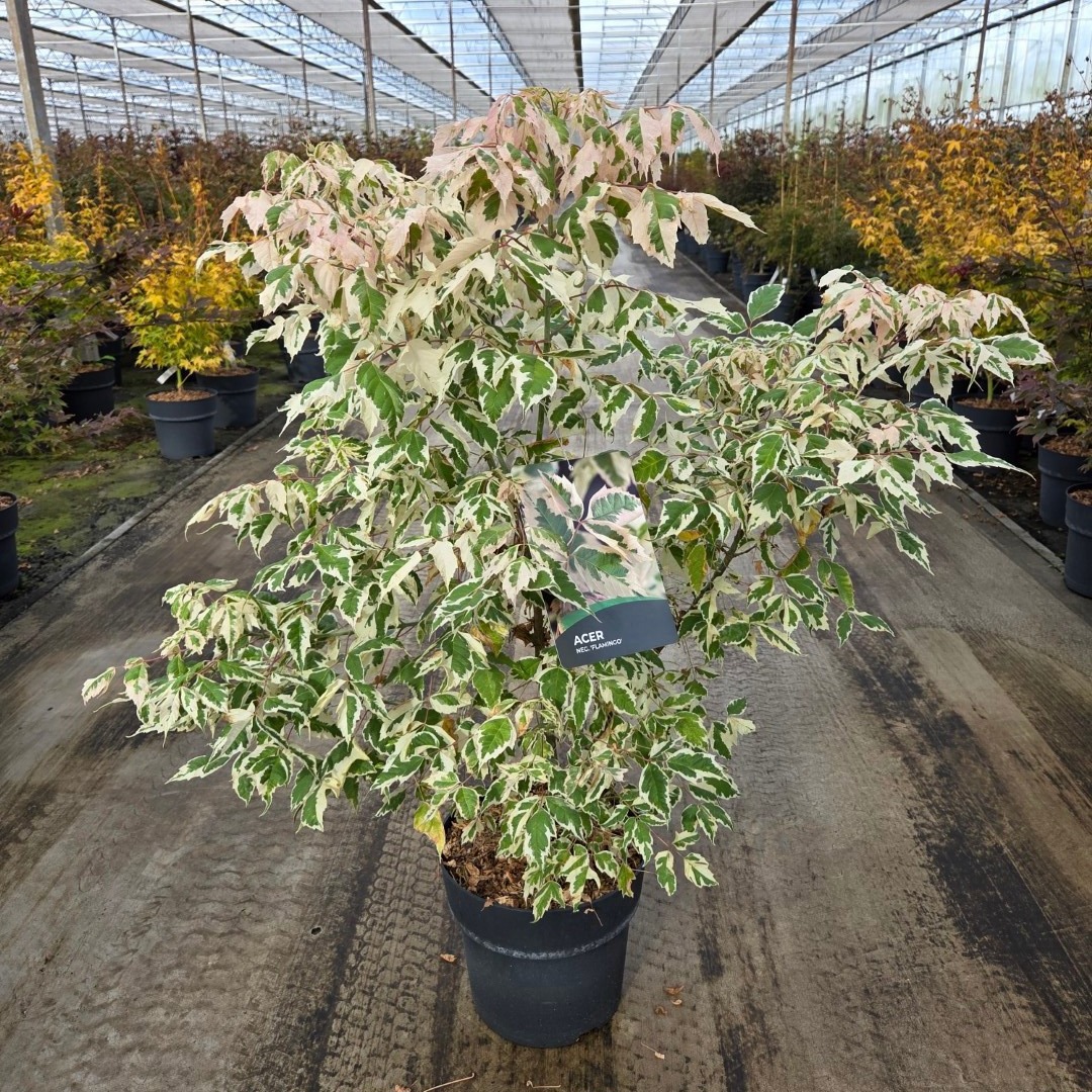 Acer negundo 'Flamingo'