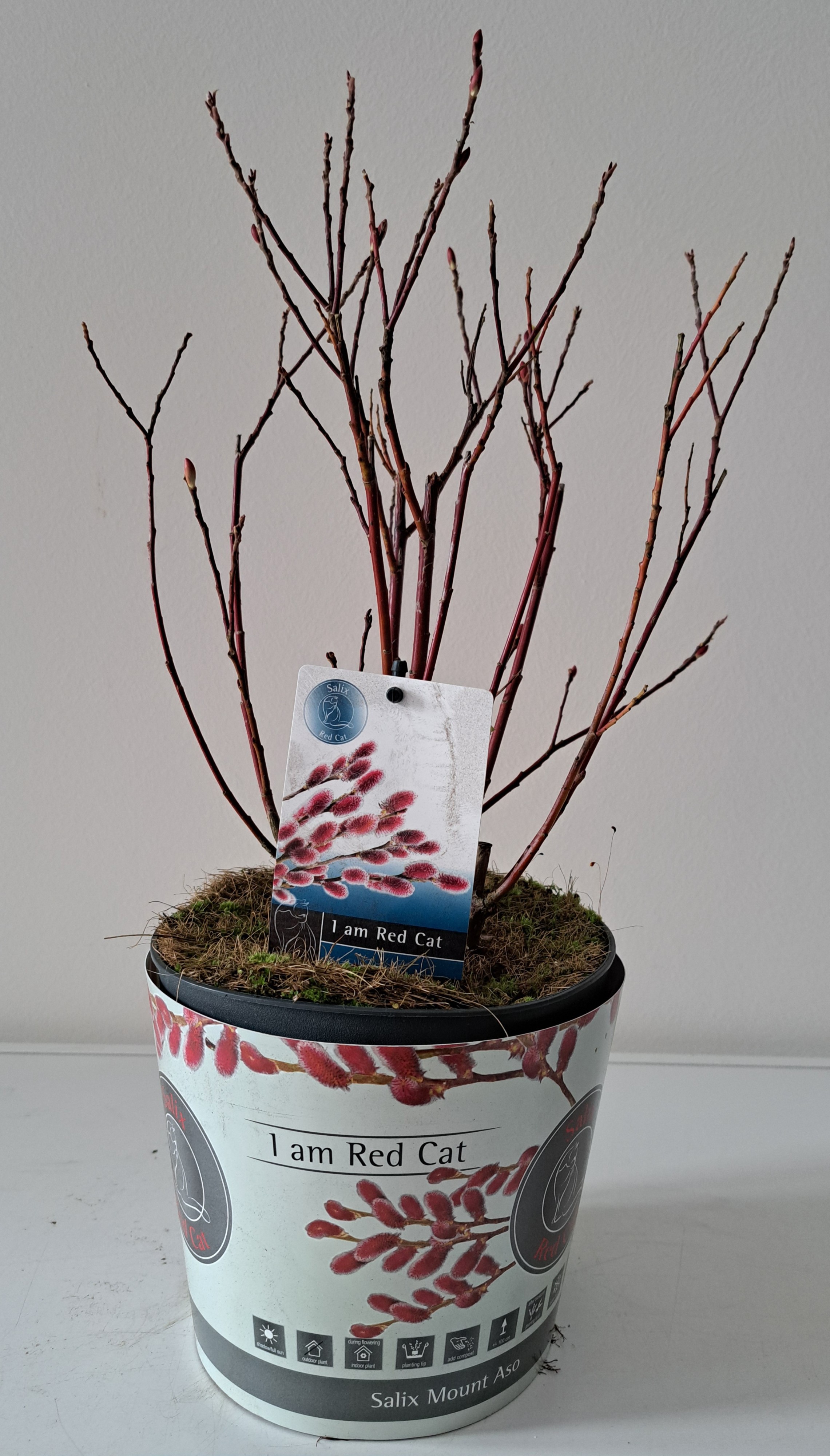 Picture of Salix Mount Aso bush p17 potcover