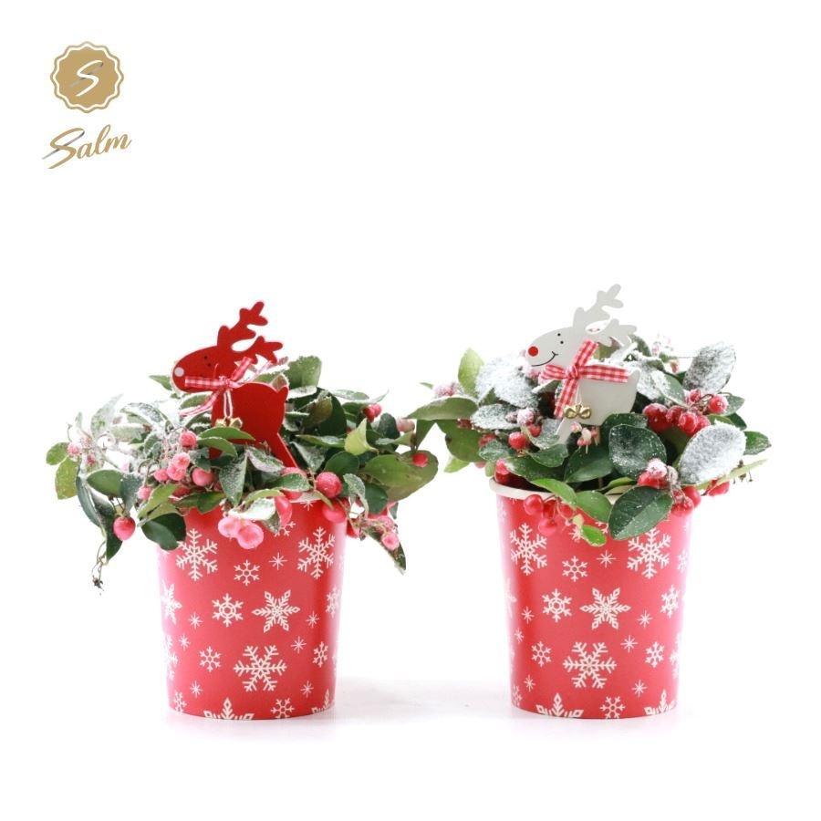 Gaultheria pr. 'Big Berry'® in Cup X-mas Deco + Reindeer + Snow