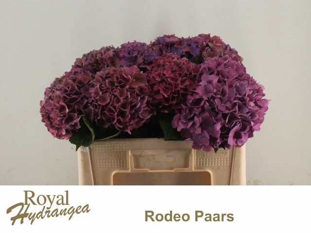 Hydrangea Rodeo Purple 50cm 14Ø