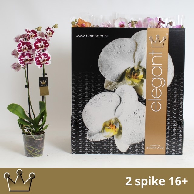 Phal Gem 8 Kl 12P 60H 2TAK 16bloem 44bloei