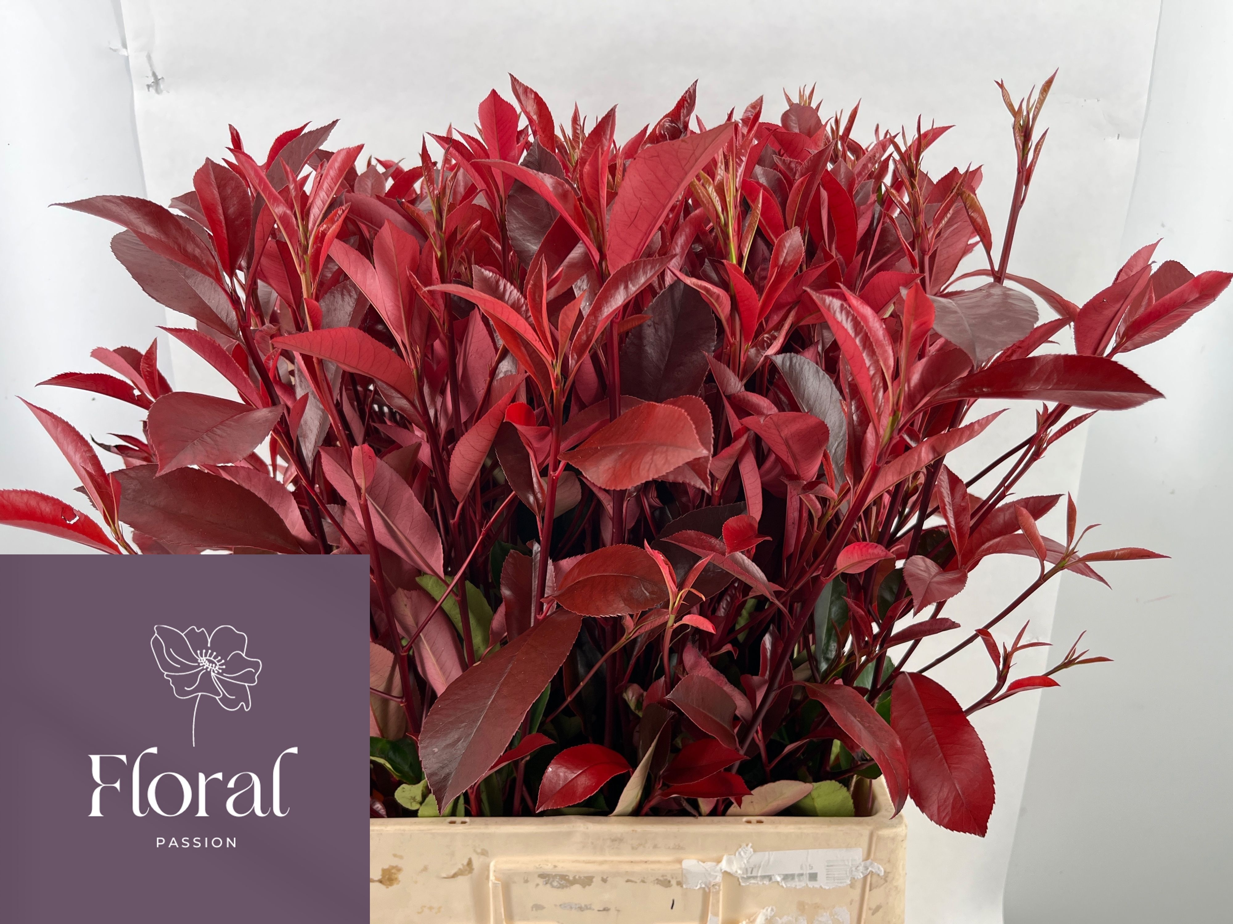 Photinia F Red Robin 70cm