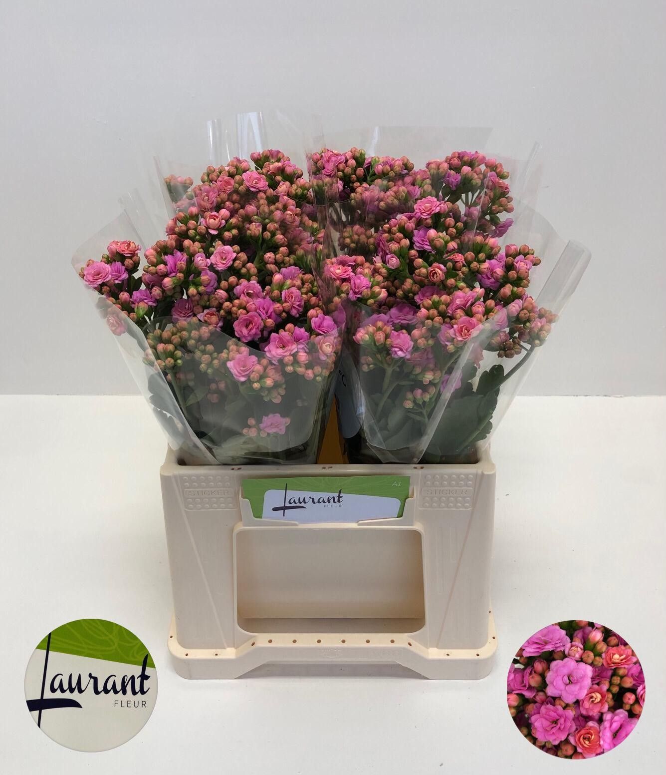 Kal Taffy Pin Meadow 35cm