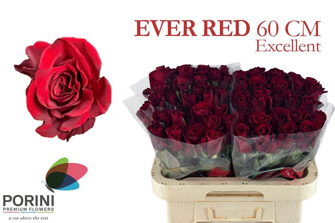 R Gr Ever Red