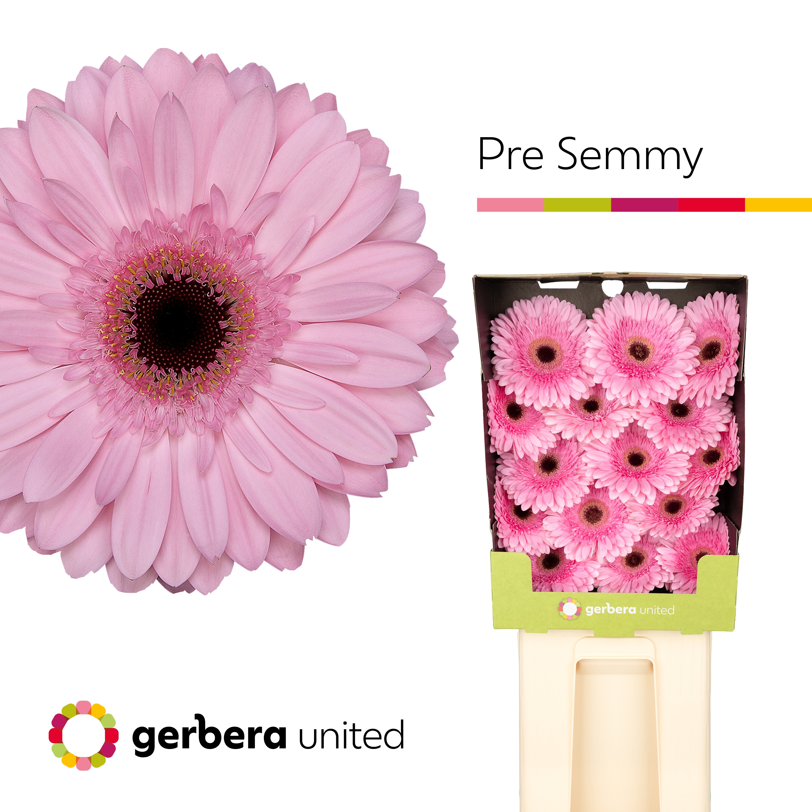 Ge Gr Pre-semmy