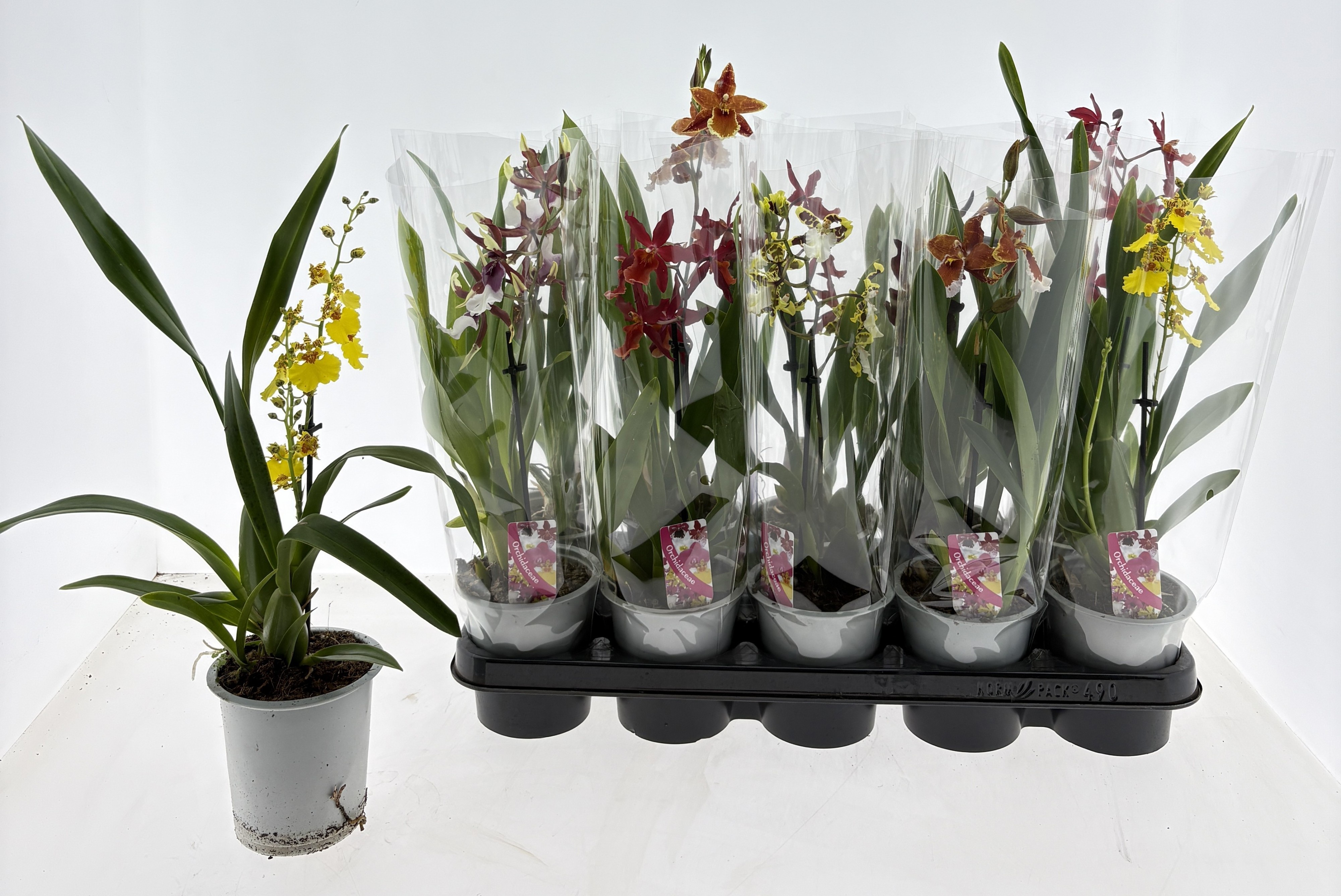 Orchideeen Gem 12P 40H 1TAK 4bloem 23bloei