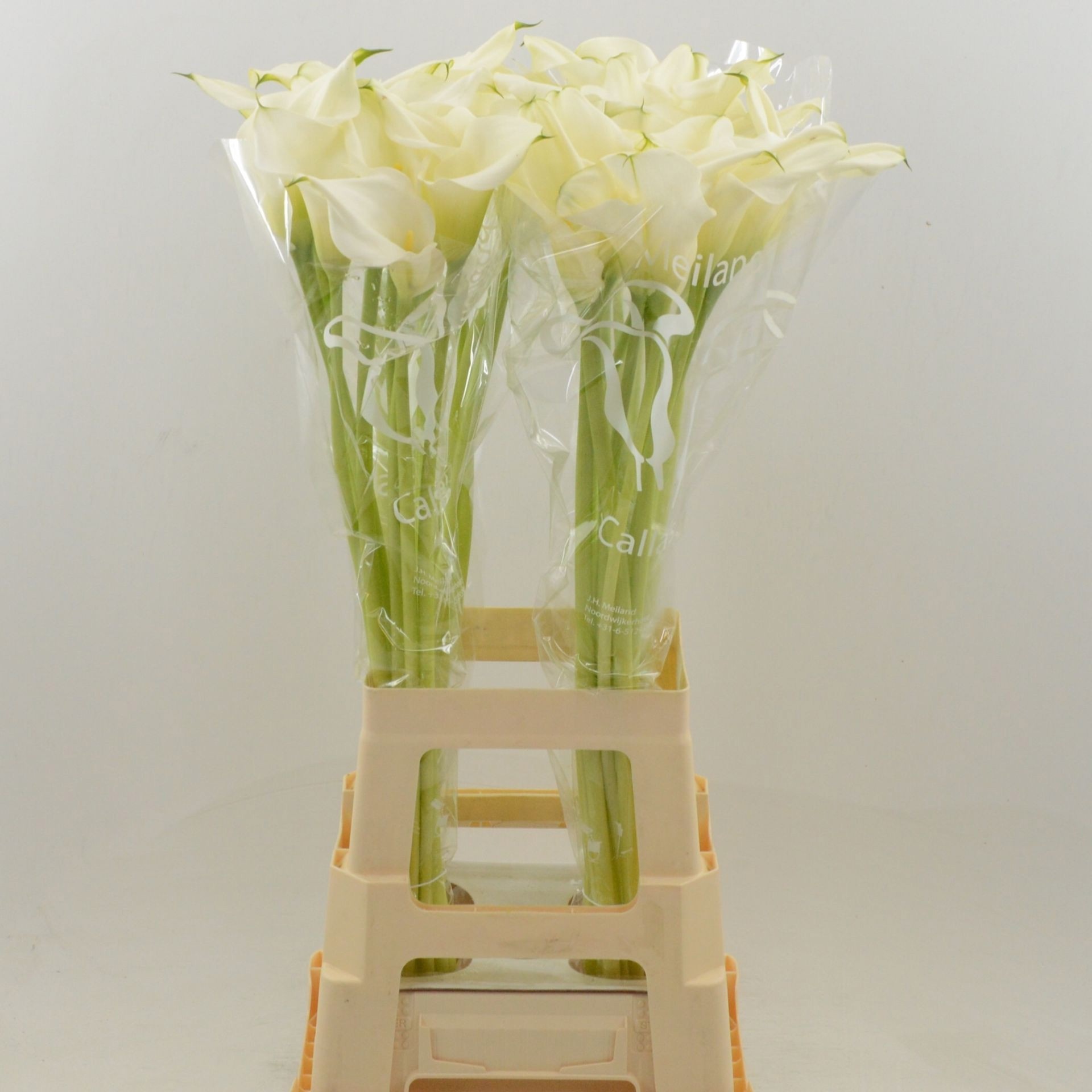 Calla Capt Ventura 80cm