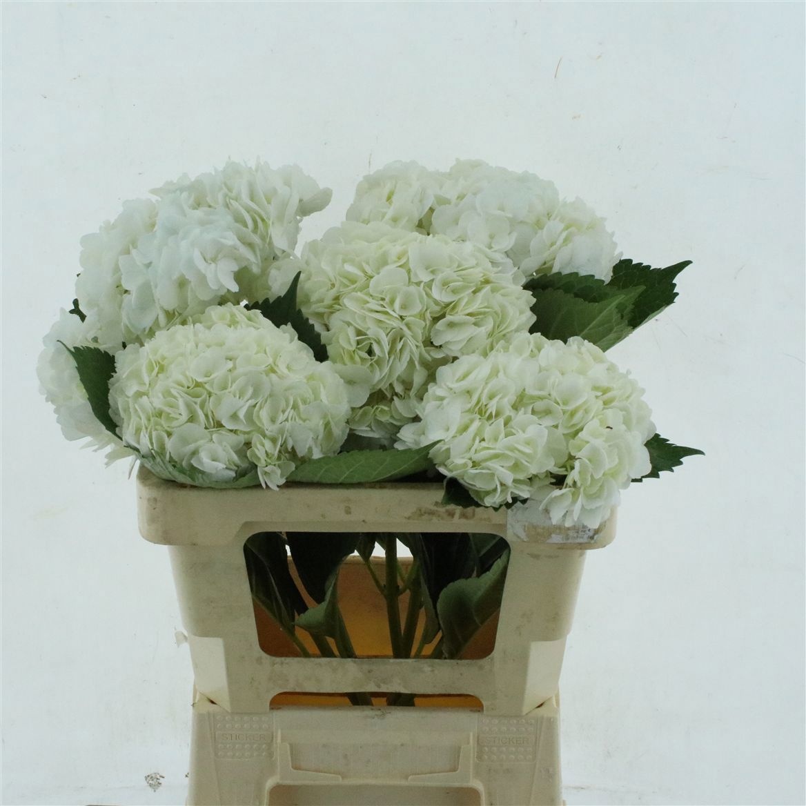 Hydrangea 60cm 23Ø