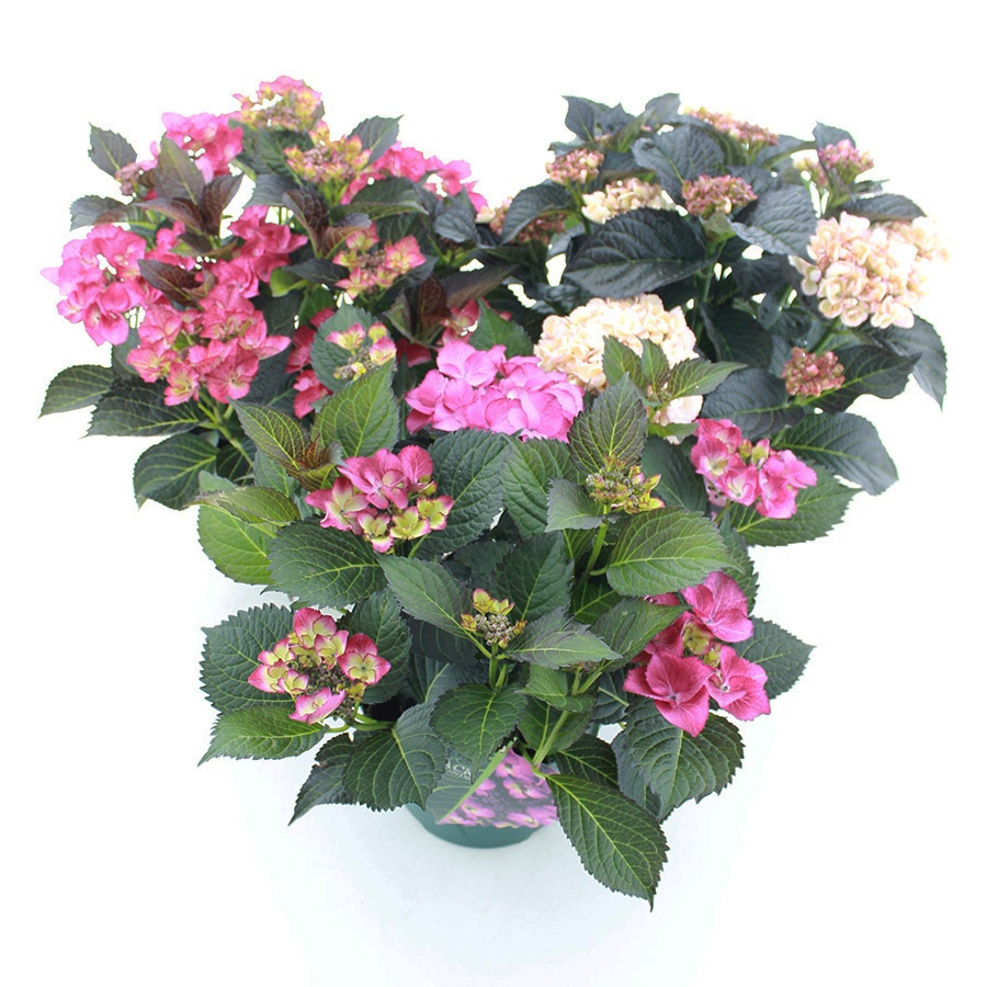 Picture of Hydrangea macr. Black Diamonds® MIX C5 (23cm.) Kn.