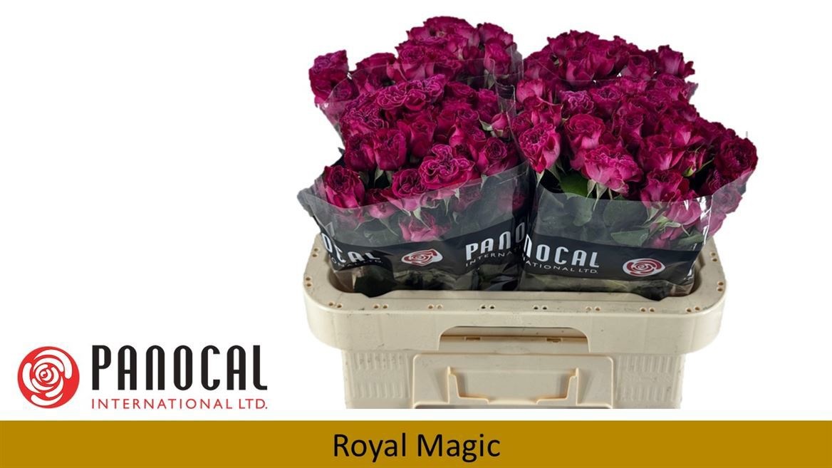 R Tr Royal Magic