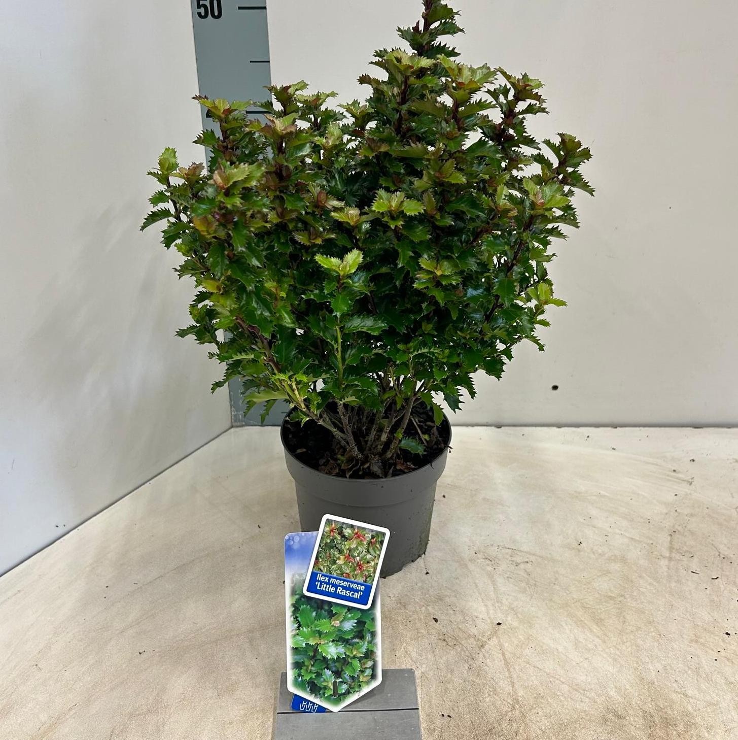 Picture of Ilex meserveae Little Rascal P17 (2 Ltr)