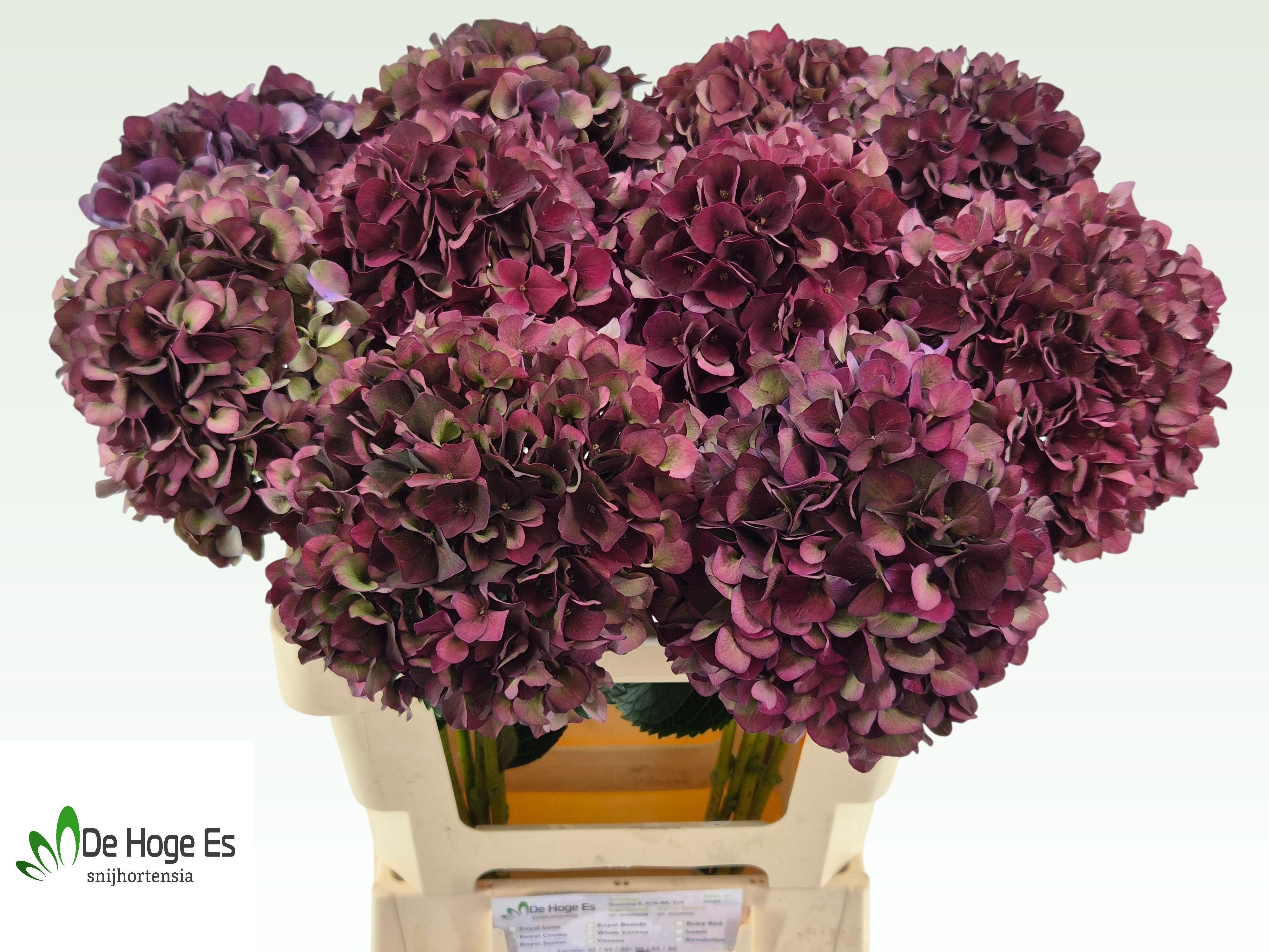 Hydrangea Ruby Choco 60cm 16Ø