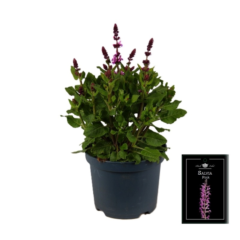Salvia nemorosa Pink
